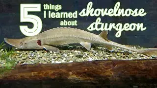 5 Things I Learned about Shovelnose Sturgeon