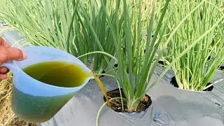Secret Fertilizer: Just Water Your Plants and They'll Grow Well, Magical Liquid Organic Fertilizer