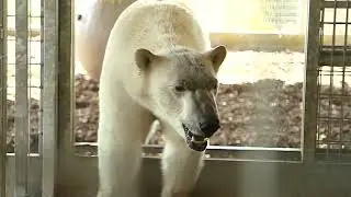 Les ours polaires du Cerza