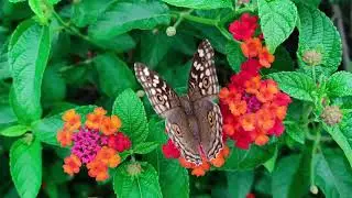 Flowers of Nature | Relaxing Piano Music for Calm Focus & Stress Relief