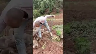 Feeding Ducks in the Field 🌾 | Alimentando patos 🦆 | 田んぼでアヒルに餌やり | 논에서 오리 먹이주기 🌿