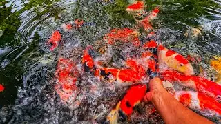 Hand Feeding Hungry Koi Fish | Satisfying Koi Feeding Frenzy