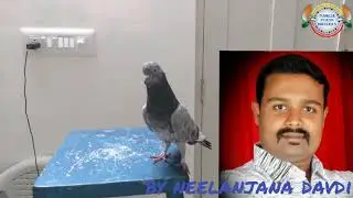 Home remedy for treating old sukka in pigeons