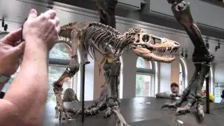 Dinosaurs!