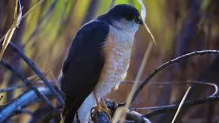 Bird Identification: Western Montana