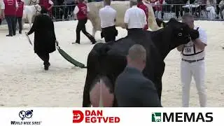 Kimbrerskuet 2025 - Holstein &AElig;ldre K&oslash;er, Hold 2