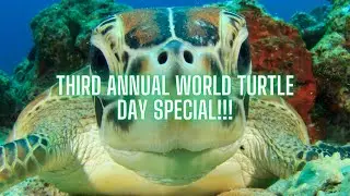 Mirabella TV's 3rd Annual World Turtle Day Special! Featuring Special Guest Corbin Maxey!