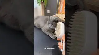 4-in-1 Cat Steam Brush &ndash;Pet Hair Cleaner & Massager for Cats, Dogs, Rabbits #pets #petshorts #shorts