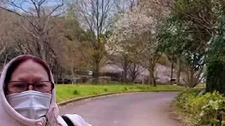 ALONE IN CHERRY BLOSSOM 