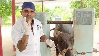 Cavities in Buffalo head and common problems