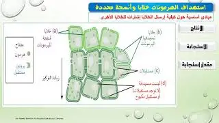 الأحياء الثاني عشر علمي - استجابة النبات للمنبهات -2