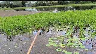 A verdadeira pescaria caipira de barranco 