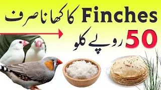 Finch ka khana 50 ka kilo | finch food for breeding | finch ki khorak | finch best food | #finches