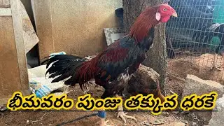 చాలా తక్కువ ధరలో భీమవరం పుంజు #70368 69046 #khrfarms #bhimavaram