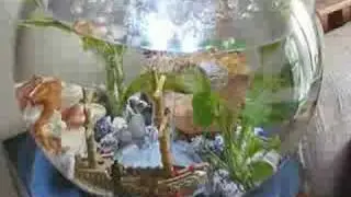 BiOrb Aquarium with plants and decorations
