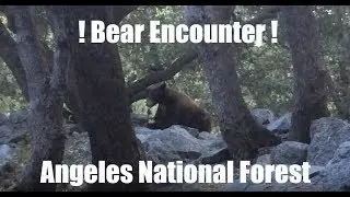 Solo Bear Encounter - Angeles National Forest
