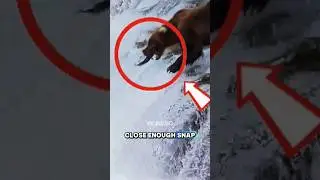 Bear vs Salmon: The Perfect Catch at the Waterfall‼️😱 #shorts #viralvideo #animals #bear #salmon