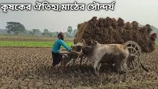 Bullock Cart Power:Paddy Transport in Action || Ancient farming || Bullock cart || big cow #farming