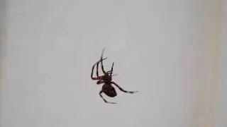 The Spotted Orb-Weaver (Neoscona crucifera)