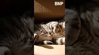 ✨ The Surprise Inside Is Cuter Than You Think 🐾#shortvideo  #shorts  #cute  #cat