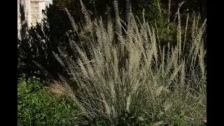 Why we wait to clean up winter garden | Daphne Richards | Central Texas Gardener