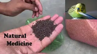 Natural treatment and medicine Budgies Parakeet Feather Problem Solve