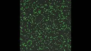 Sperm Tracked with Bounding Boxes