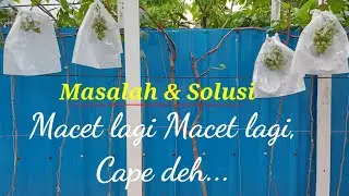Macet Pertumbuhan Pohon Anggur Import, SOLUSI nya???