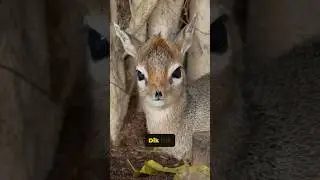 Dik-Dik: Mini Antelope with the Funniest Name!