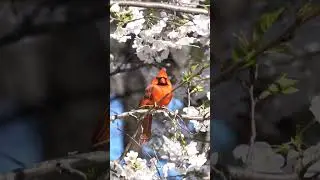 Beautiful Song of the Northern Cardinal &ndash; The Real-Life Angry Bird! #birds #birdsong #birdsounds
