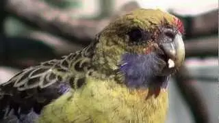 Opillio the one legged Green  Rosella