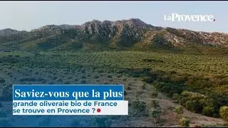 Saviez-vous que la plus grande oliveraie bio de France se trouve en Provence ?