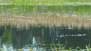 Stumbled Upon a Wild Pond Packed With Fish! Float Fishing Adventure!