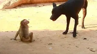 Poor baby Axel requests dog to play with him but | Monkey Axel, Abandoned monkey Axel