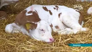 Yalama aqroparkında heyvan sayı 3 minə &ccedil;atdırılacaq- ARB Şimal