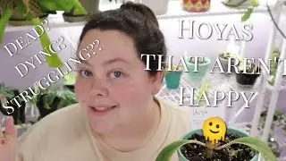 Struggling Hoyas| How to discern overwatering from underwatering root issues?