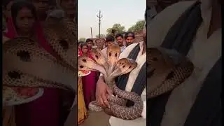 Unique snake found in village 😮 #snake #shiva #shiv #mahadev #mahakal #viral #hindugod