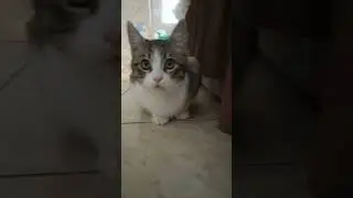 #pets #cat #kitten #pleasesubscribe #cute #kitty #micko #fypシ #catsleeping #shorts #fyp #cutecat