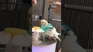 #cute #funny #birds #video #vlog #youtubeshorts #pets #beautiful #budgies #волнистыйпопугайчик #like
