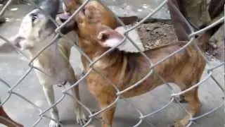 Phu Quoc Ridgeback Dogs