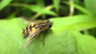 Sun Fly - Helophilus pendulus - Sveiffluga - Randasveifa - Randafluga  - Skord&yacute;r