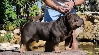 ABKC GRCH MUSCLETONE'S KING KONG SIDE VIEW SIDE SHOT TOPLINE