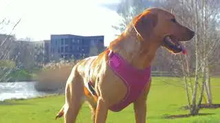 Stunning 10 months Fox Red Labrador Training on off Leash -Riya Fox Red Labrador