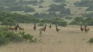 Lions vs. Red Hartebeest &ndash; A Thrilling Safari Encounter on Amakhala Game Reserve