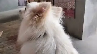 Bholu ko Chahiye Full Body Massage 🤗🐾 | Pet Vlog | Bholu&rsquo;s Relax Mode | Bholu&rsquo;s Drama  | Love