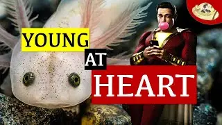 Shazam/Captain Marvel vs Axolotl | Animal Superpowers | Animals & Pop Culture