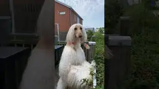 cute dog # short video
