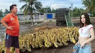 Ducks run around the fields looking for food and loading it onto trucks.