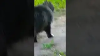 Норвежский кот Бася на прогулке #cat#forest #beauty