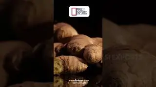 #NIKOSIEXPORTS #FreshGinger #GingerExport #SpiceTrade #IndiaToUAE #AgriculturalExports #GlobalSupply